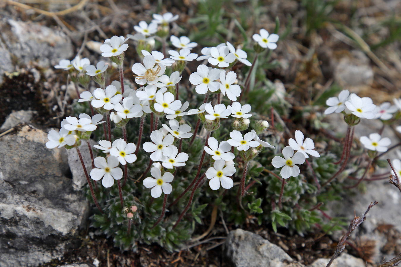 Image of Androsace incana specimen.