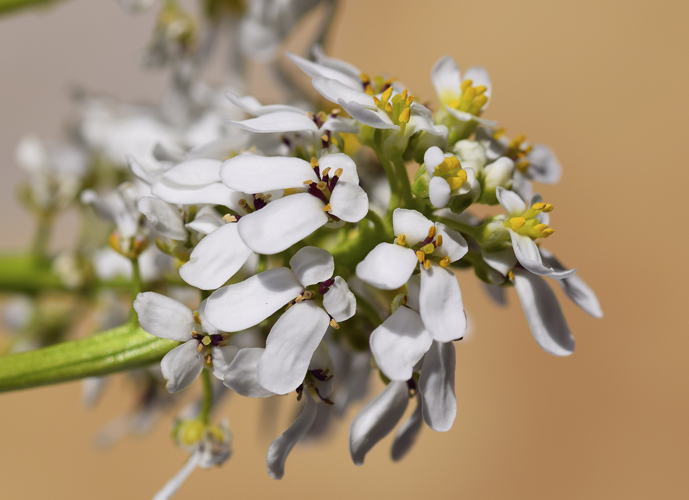 Изображение особи Iberis sempervirens.