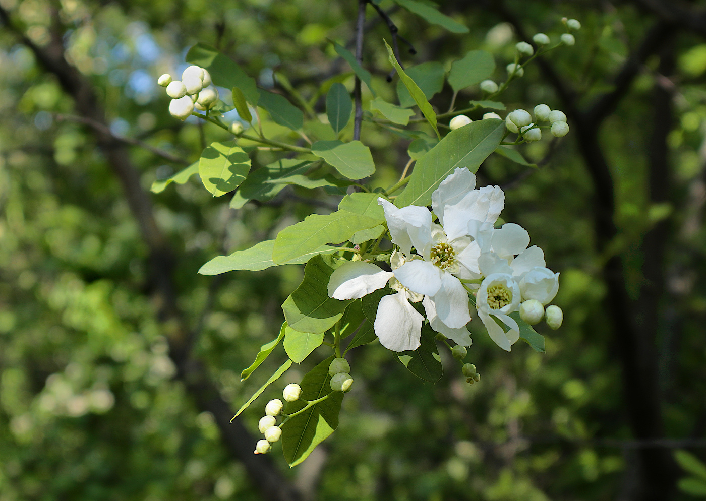 Image of Pyrus zangezura specimen.