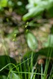 Carex echinata