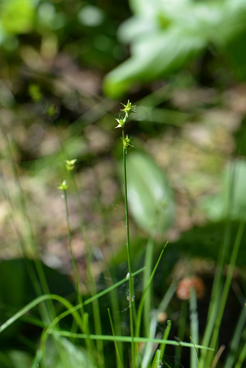 Изображение особи Carex echinata.