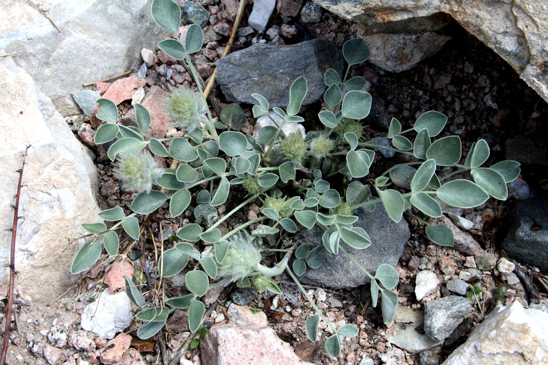 Изображение особи Hedysarum plumosum.