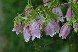 Campanula takesimana. Часть соцветия. Томская обл., г. Томск, Академгородок, в культуре. 21.07.2021.