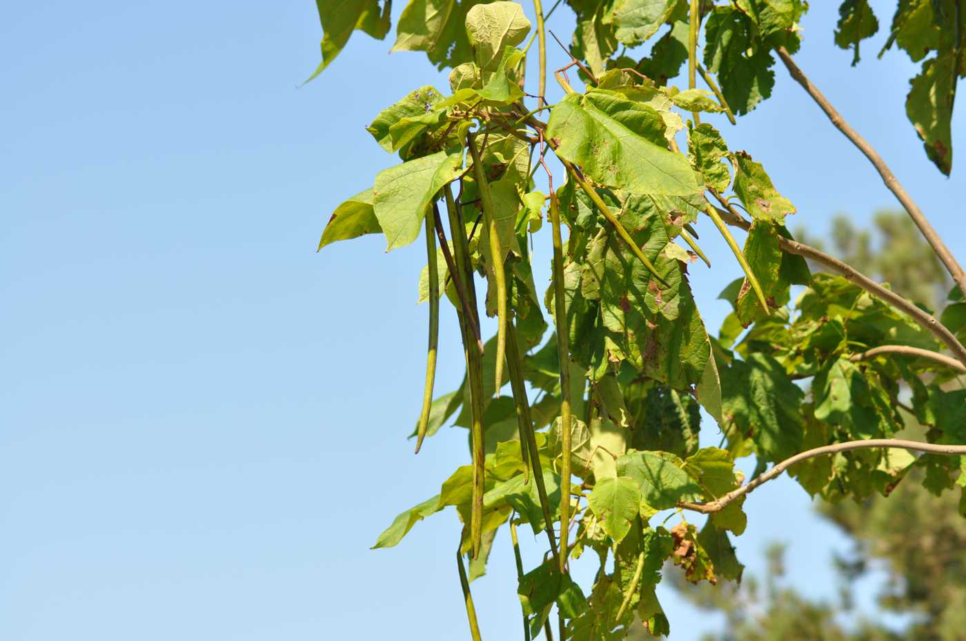 Изображение особи Catalpa bignonioides.