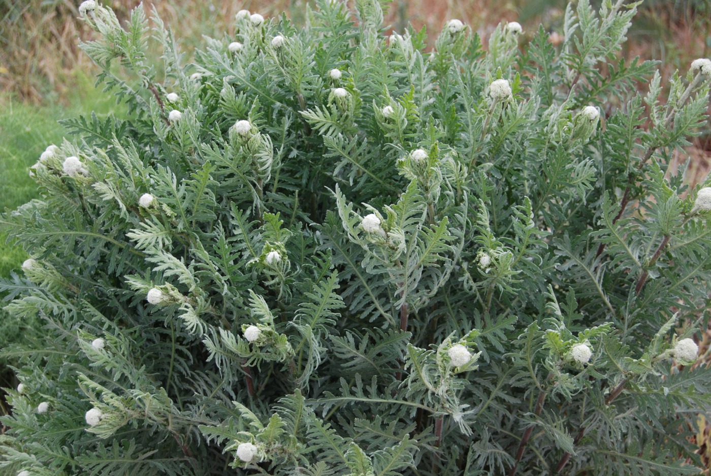 Image of Achillea grandifolia specimen.