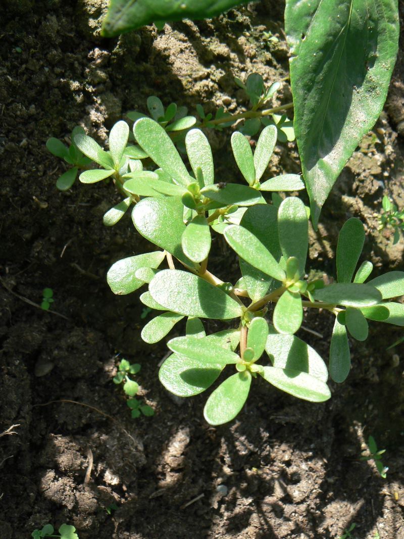 Image of Portulaca oleracea specimen.