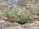 Polycnemum majus