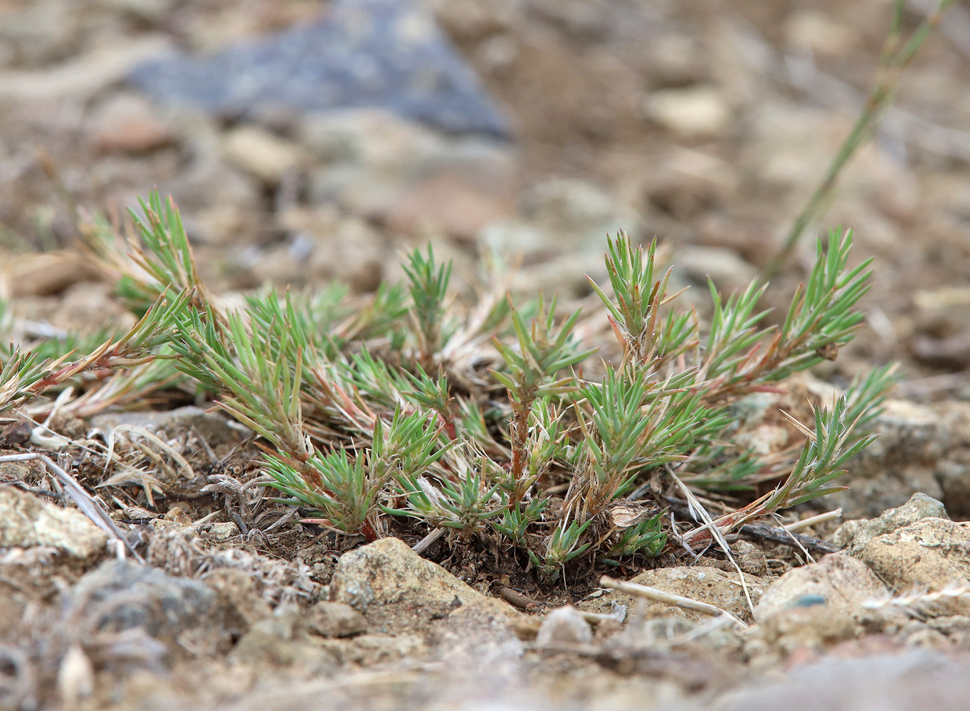 Image of Polycnemum majus specimen.