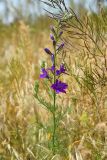 Delphinium hispanicum. Верхушка цветущего растения. Крым, Ленинский р-н, природный парк регионального значения \"Караларский\", степь. 23 мая 2021 г.