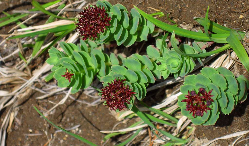 Изображение особи Rhodiola integrifolia.