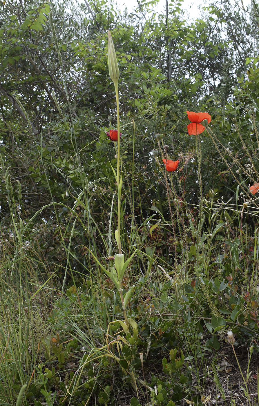 Изображение особи Tragopogon porrifolius.