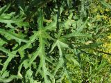 Heracleum sibiricum