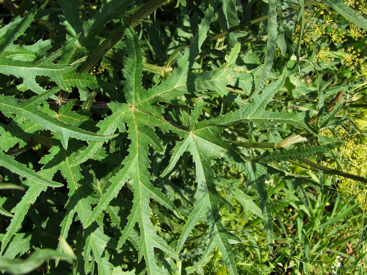 Изображение особи Heracleum sibiricum.