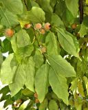Diospyros japonica. Верхушка веточки плодоносящего растения (Diospyros glaucifolia Metcalf). Испания, Мадрид, Королевский ботанический сад. Октябрь.