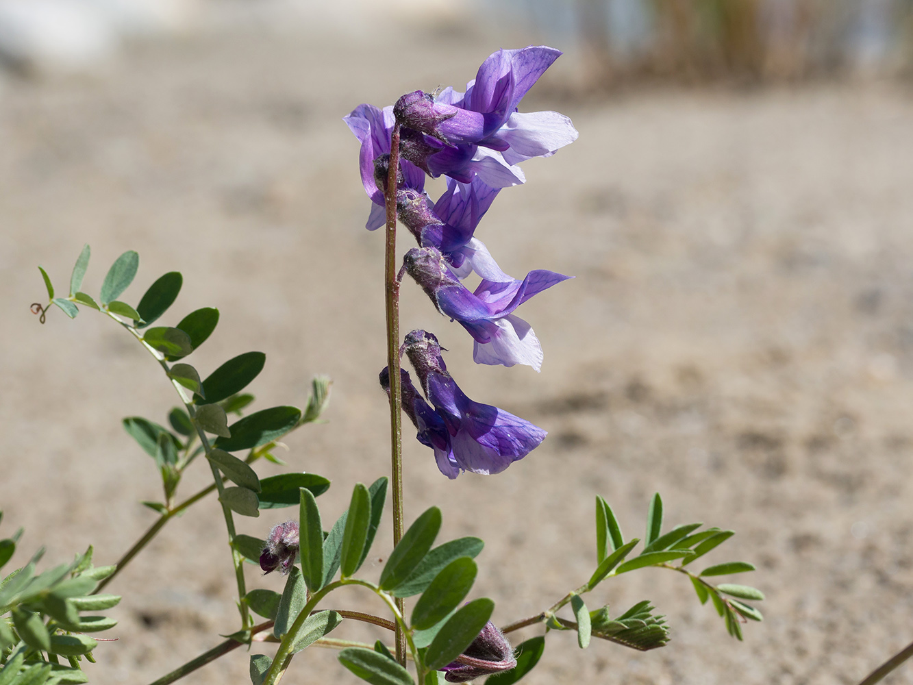 Image of Vicia sosnowskyi specimen.