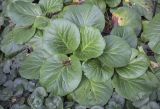 Bergenia crassifolia. Вегетирующее растение в сообществе с Asarum. Москва, Аптекарский огород, теневой сад, в культуре. 03.09.2021.