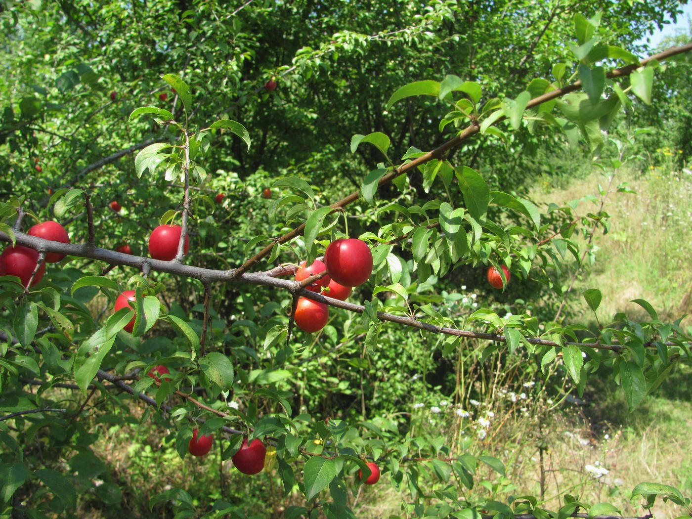 Image of Prunus cerasifera specimen.