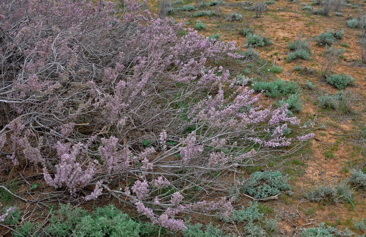 Image of Tamarix laxa specimen.