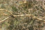 Caragana stenophylla. Часть ветви. Алтай, Улаганский р-н, долина р. Чулышман, окр. ручья Куркуре, степь. 6 августа 2020 г.