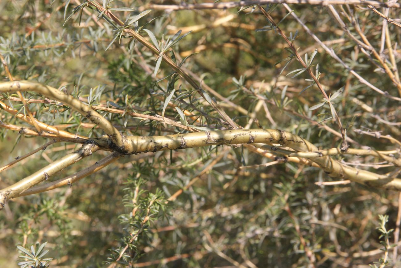 Image of Caragana stenophylla specimen.