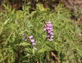 genus Vicia. Верхушка цветущего растения с муравьями. Республика Алтай, Улаганский р-н, склон правого борта долины р. Чульча, выше ручья Артышту, луг. 7 августа 2020 г.