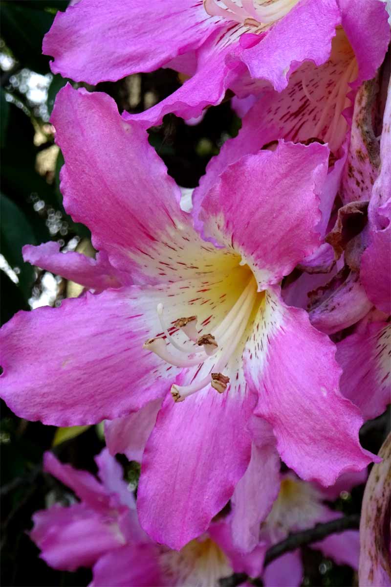 Изображение особи Ceiba pubiflora.