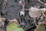 Asarum europaeum