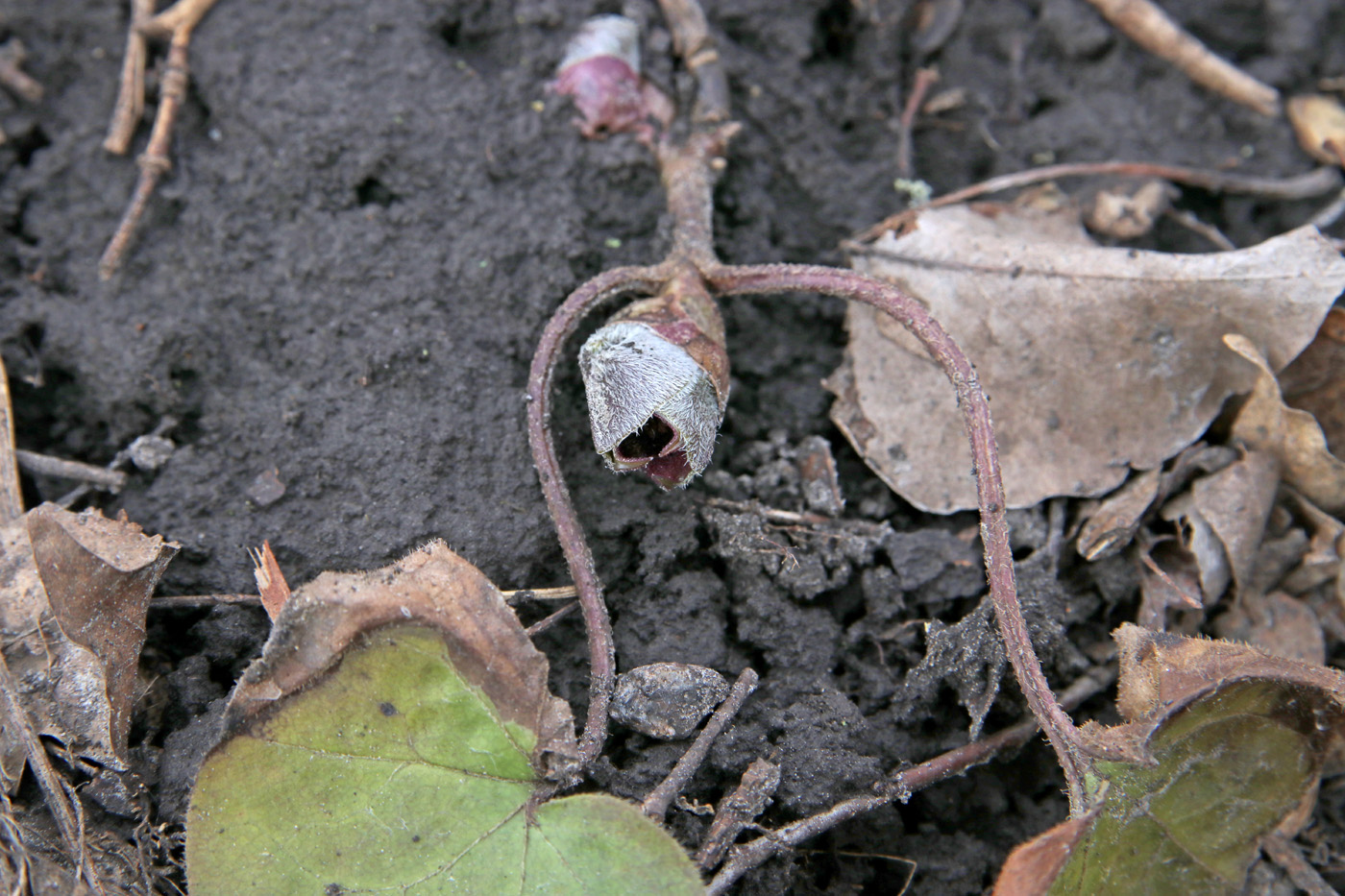 Image of Asarum europaeum specimen.