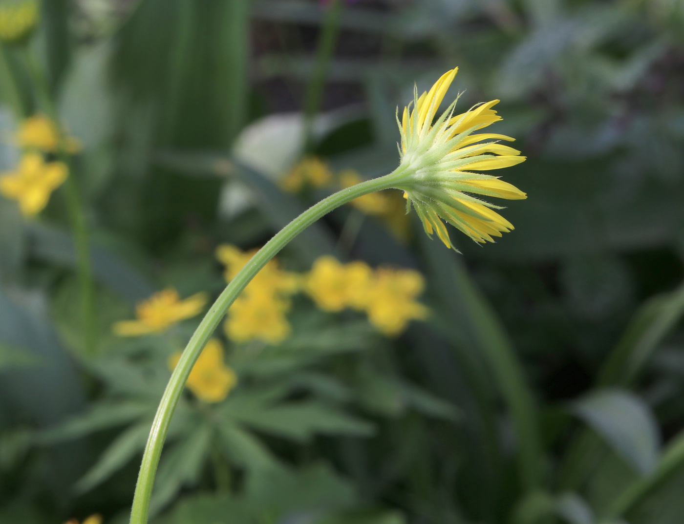 Изображение особи Doronicum orientale.