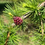 genus Larix