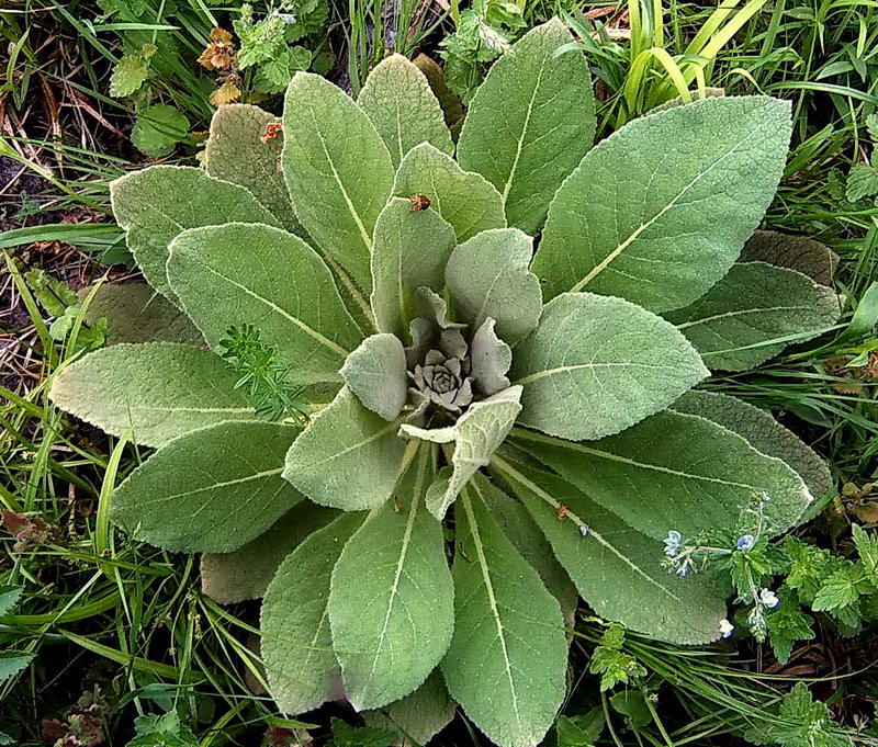 Изображение особи Verbascum thapsus.