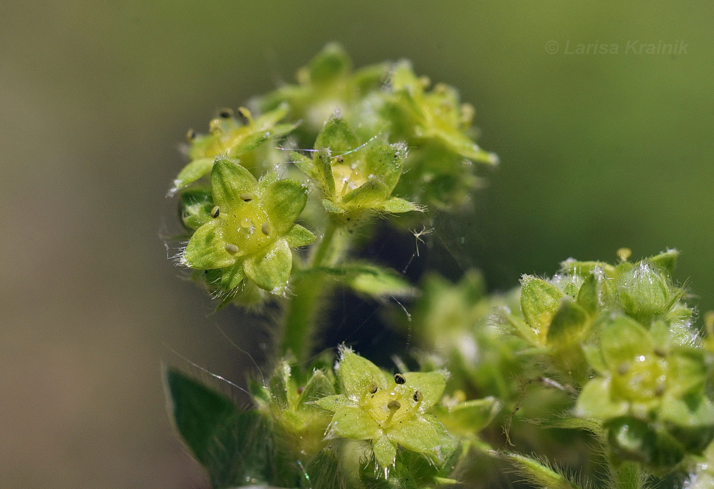 Изображение особи род Alchemilla.