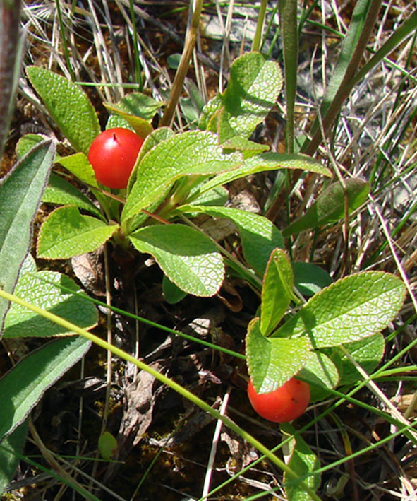 Изображение особи Arctous erythrocarpa.