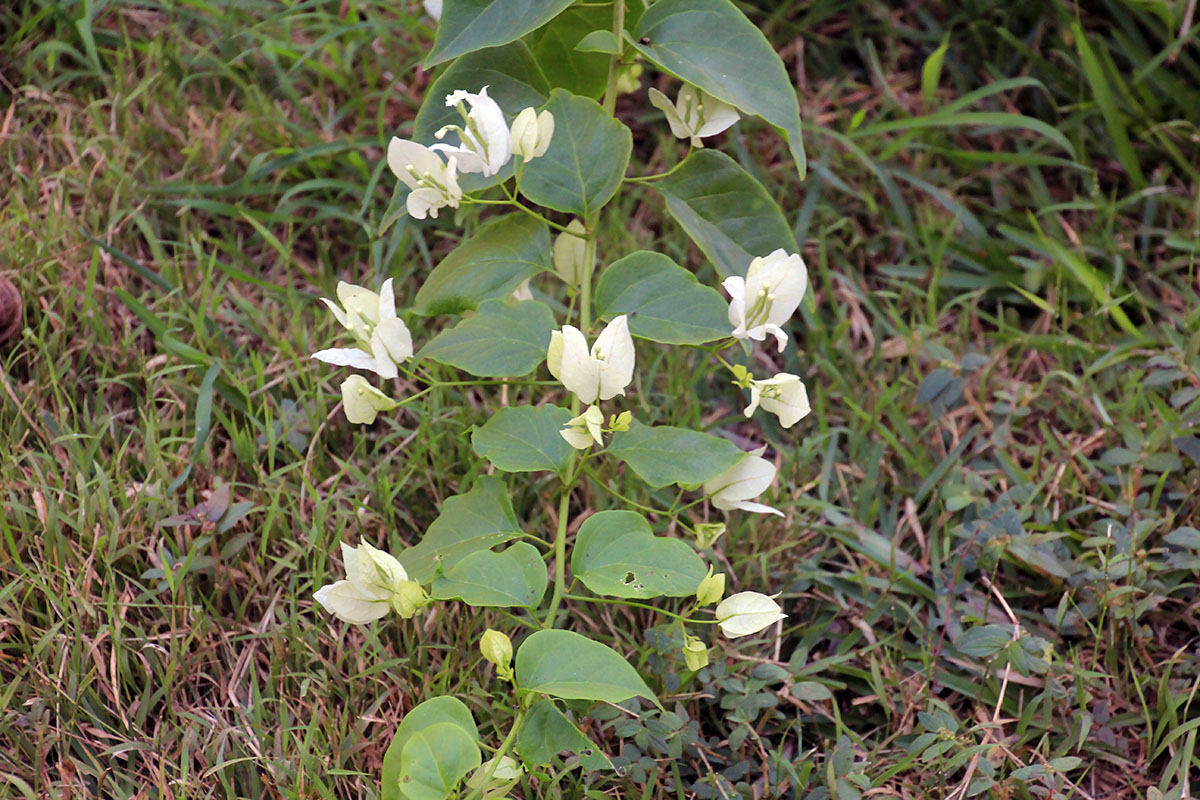 Image of genus Bougainvillea specimen.