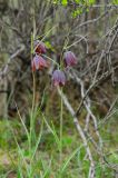 Fritillaria ruthenica. Верхушки цветущих побегов. Республика Башкортостан, Хайбуллинский р-н, Антинганский сельсовет, окр. дер. Янтышево, долина р. Сакмара, травянистая терраса. 2 мая 2022 г.