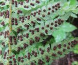 Polystichum polyblepharum