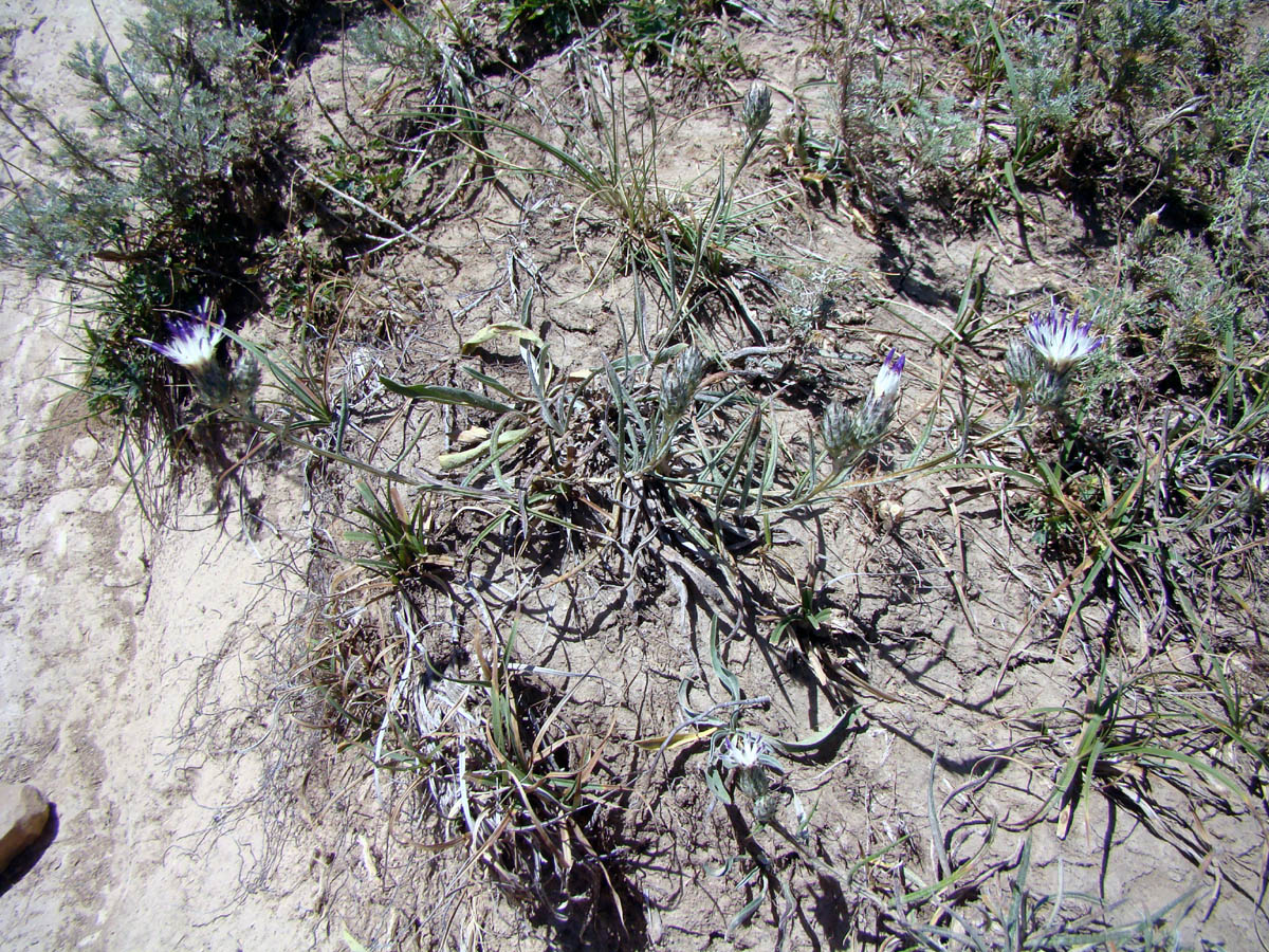 Image of Cousinia alaica specimen.