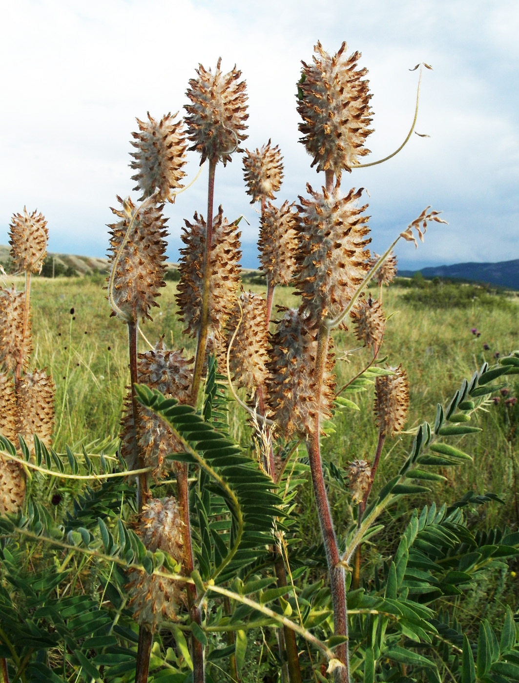 Изображение особи Astragalus alopecurus.