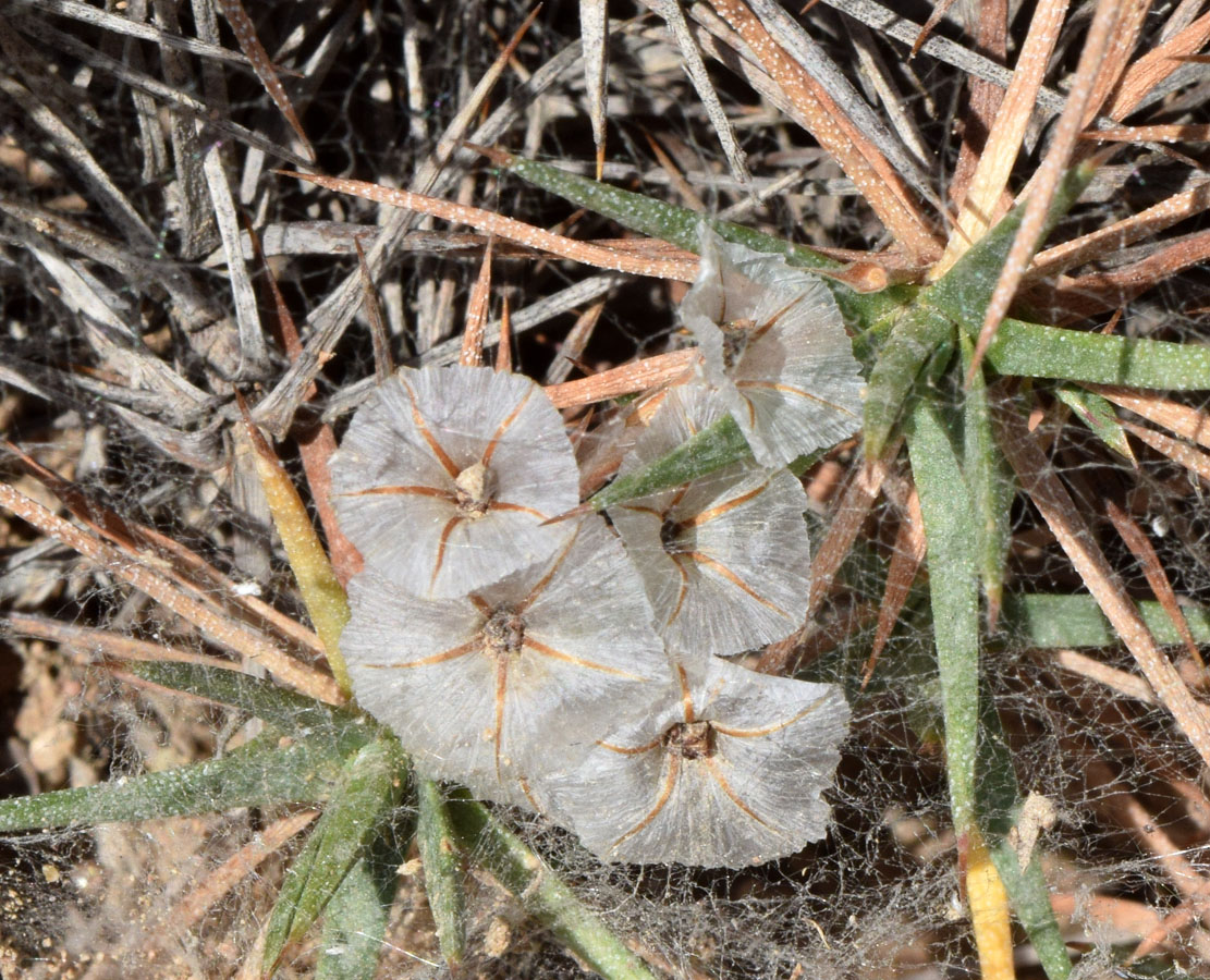 Image of Acantholimon nabievii specimen.