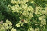 Thalictrum lucidum