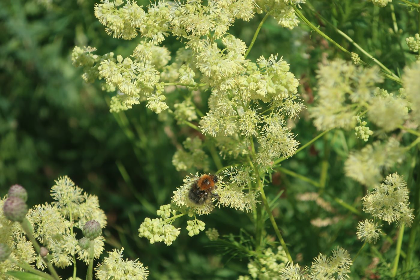 Изображение особи Thalictrum lucidum.