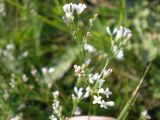 Asperula montana