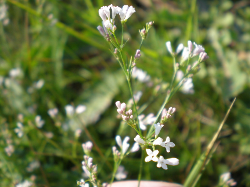Image of Asperula montana specimen.