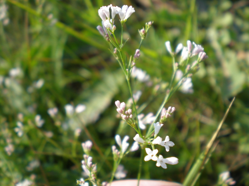 Изображение особи Asperula montana.