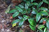familia Marantaceae