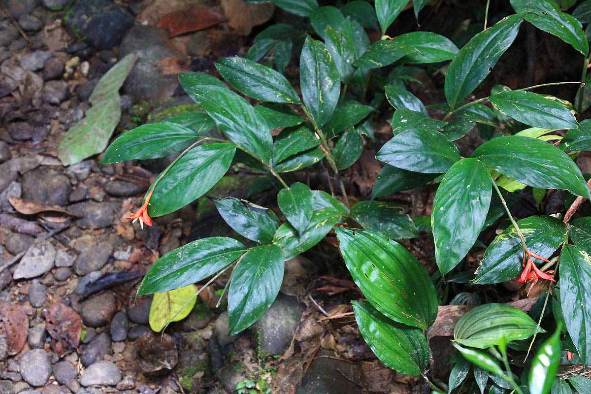 Изображение особи семейство Marantaceae.