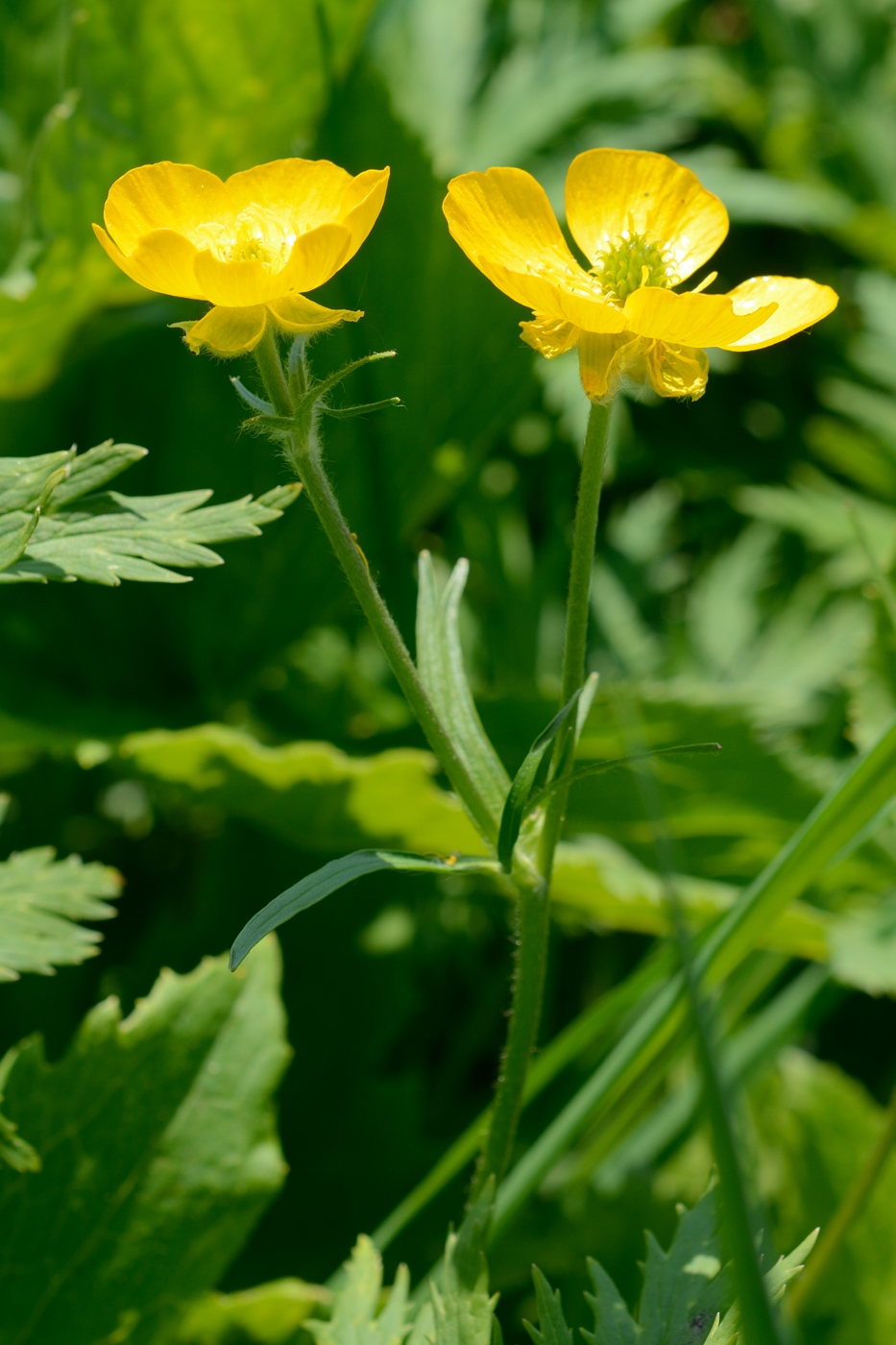 Image of genus Ranunculus specimen.