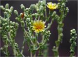 Lactuca sativa