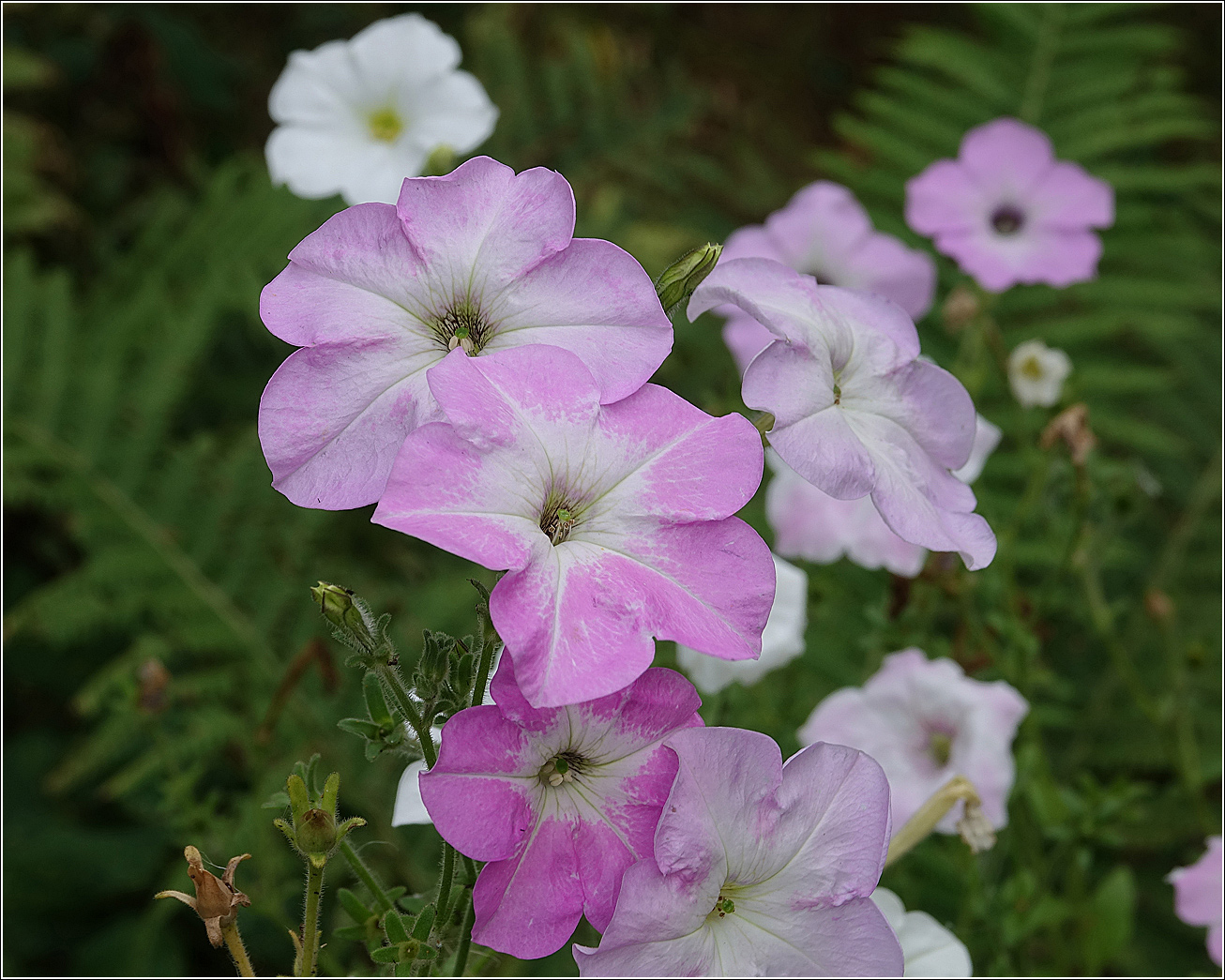Image of Petunia × atkinsiana specimen.