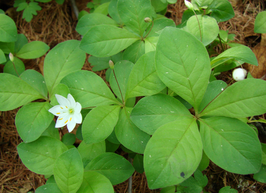 Изображение особи Trientalis europaea.